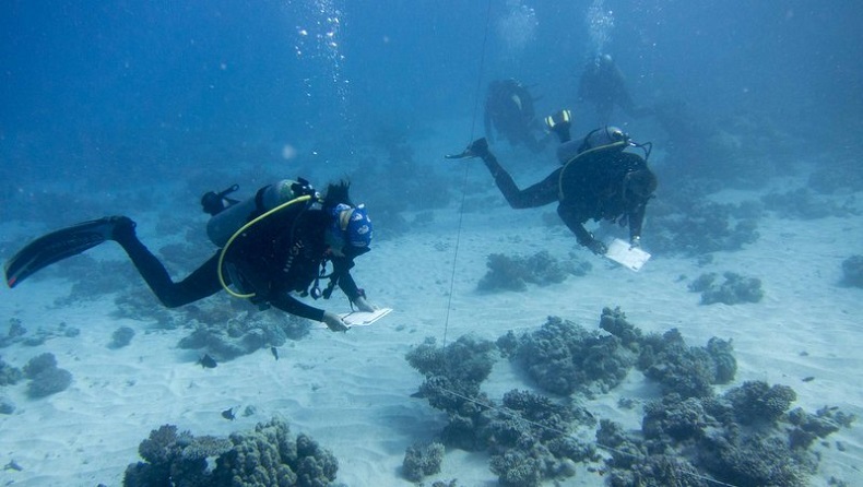 Reef Check Surveys 